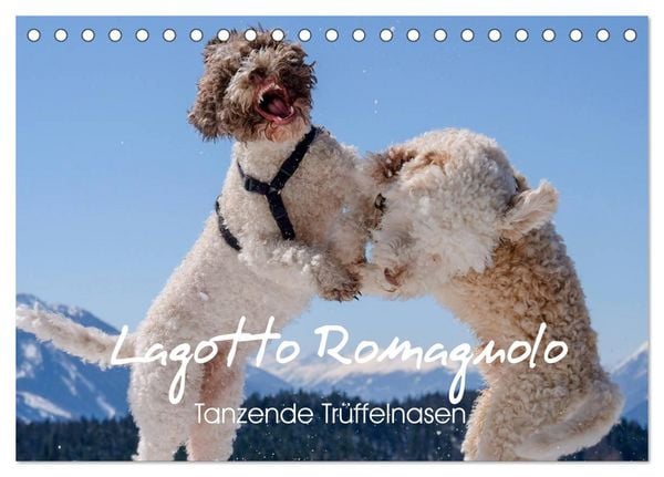 Lagotto Romagnolo Tanzende Trüffelnasen (Tischkalender 2026 DIN A5 quer), CALVENDO Monatskalender