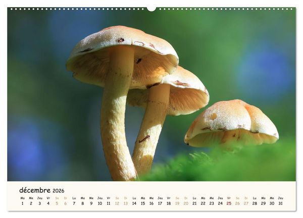 Produktbild: Champignons magiques (Calendrier mural 2026 DIN A2 vertical), CALVENDO calendrier mensuel