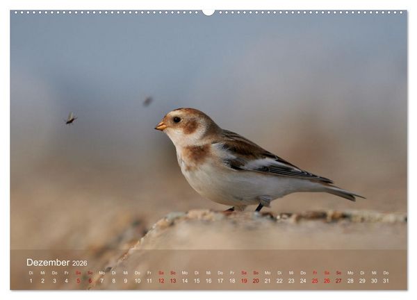 Produktbild: V&ouml;gel an Deutschlands K&uuml;sten (hochwertiger Premium Wandkalender 2026 DIN A2 quer), Kunstdruck in Hochglanz