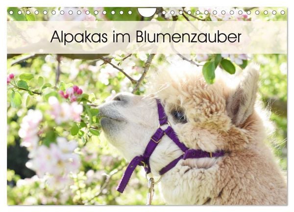 Produktbild: Alpakas im Blumenzauber (Wandkalender 2026 DIN A4 quer), CALVENDO Monatskalender