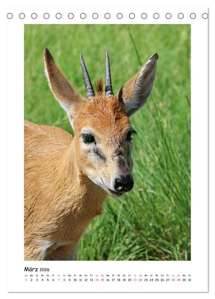 Produktbild: S&Uuml;DAFRIKA - WILDTIERE IM PORTRAIT (Tischkalender 2026 DIN A5 hoch), CALVENDO Monatskalender