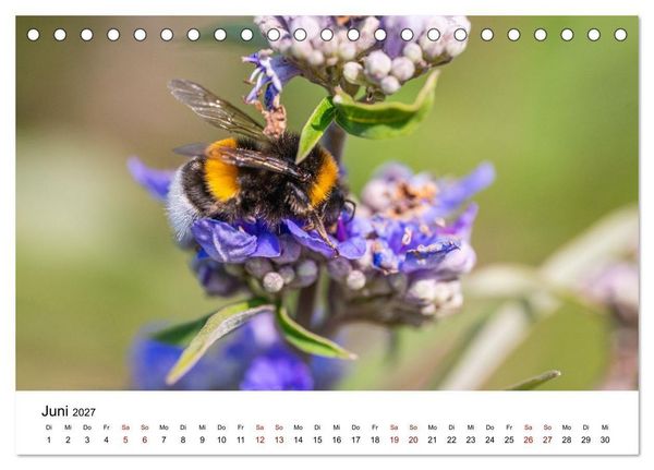 Produktbild: Bunter Nektarrausch - Nektarsammler in leuchtenden Farben (Tischkalender 2027 DIN A5 quer), CALVENDO Monatskalender