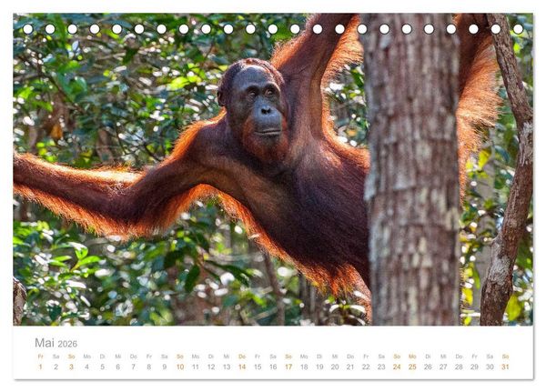Produktbild: Orang-Utans Menschenaffen auf Borneo (Tischkalender 2026 DIN A5 quer), CALVENDO Monatskalender
