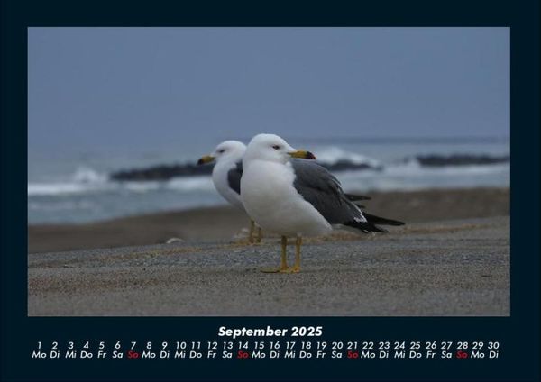 Produktbild: M&ouml;wen 2025 Fotokalender DIN A4