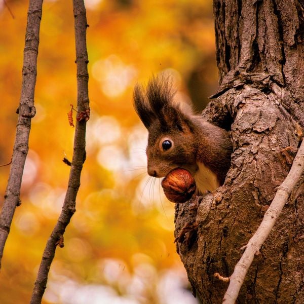 Produktbild: Eichh&ouml;rnchen / Squirrels 2027