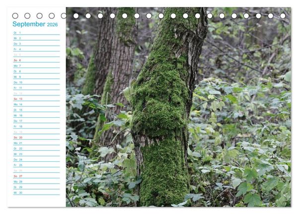 Produktbild: Wundersch&ouml;ner Spreewald (Tischkalender 2026 DIN A5 quer), CALVENDO Monatskalender