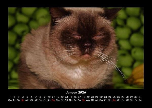Produktbild: F&uuml;r Katzenfreunde 2026 Fotokalender DIN A3