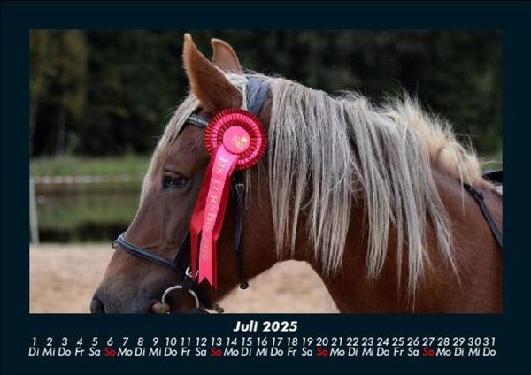 Produktbild: Pferde Kalender 2025 Fotokalender DIN A5