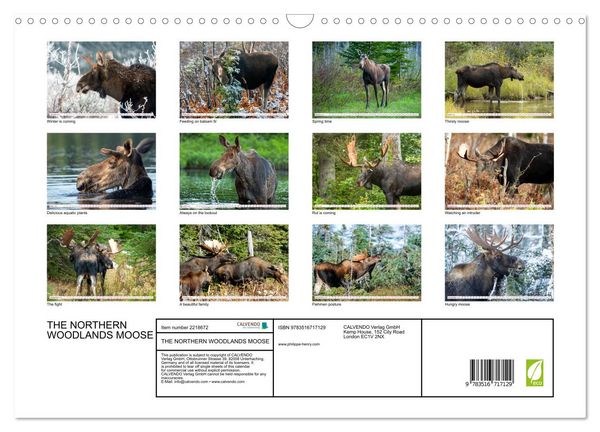 Produktbild: THE NORTHERN WOODLANDS MOOSE (Wall Calendar 2026 DIN A3 landscape), CALVENDO 12 Month Wall Calendar