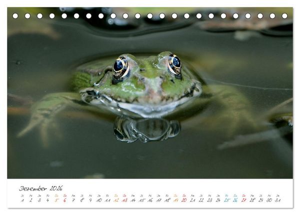Produktbild: Frosch Karl, Hans und Max im Einklang der Natur (Tischkalender 2026 DIN A5 quer), CALVENDO Monatskalender