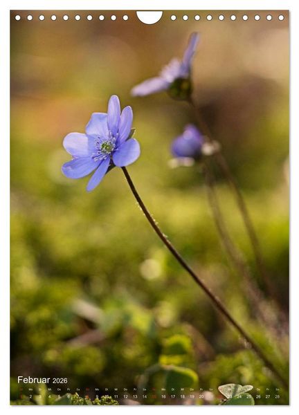 Produktbild: NATUR PUR Kleine Blumen am Wegesrand (Wandkalender 2026 DIN A4 hoch), CALVENDO Monatskalender