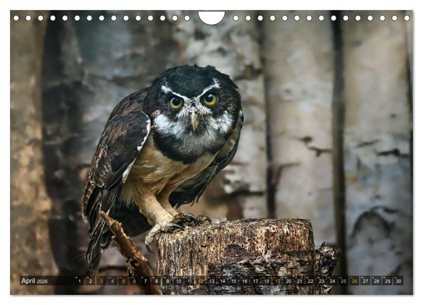 Produktbild: Imposante Vogelportr&auml;ts (Wandkalender 2026 DIN A4 quer), CALVENDO Monatskalender