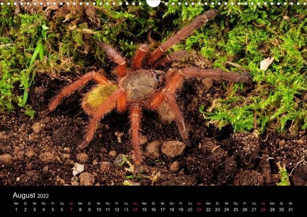 Produktbild: Vogelspinnen - Tarantulas (Wandkalender 2022 DIN A3 quer)