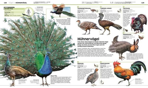 Produktbild: DK Wissen. Tiere