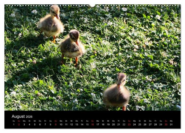 Produktbild: Laufentenk&uuml;ken - Sunny (Wandkalender 2026 DIN A2 quer), CALVENDO Monatskalender