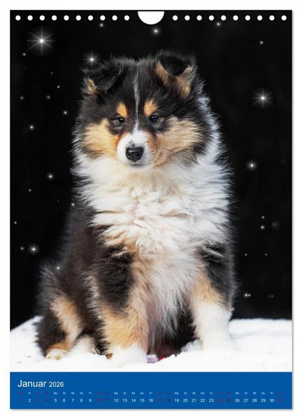 Produktbild: Traumhund Collie - Gl&uuml;ck auf vier Pfoten (Wandkalender 2026 DIN A4 hoch), CALVENDO Monatskalender