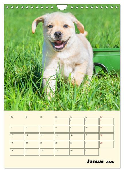 Produktbild: Familienplaner - Labrador Welpen entdecken die Welt (Wandkalender 2026 DIN A4 hoch), CALVENDO Monatskalender