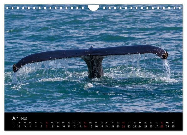 Produktbild: Wale (Wandkalender 2026 DIN A4 quer), CALVENDO Monatskalender