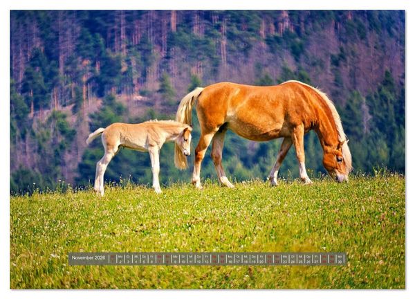 Produktbild: Die besonderen Haflinger-Pferde (Wandkalender 2026 DIN A3 quer), CALVENDO Monatskalender