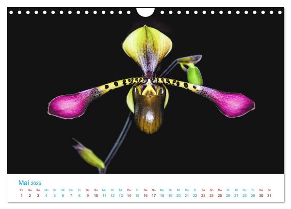 Produktbild: Die K&ouml;nigin der Blumenwelt, die Orchidee (Wandkalender 2026 DIN A4 quer), CALVENDO Monatskalender