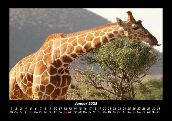 Produktbild: Giraffen 2025 Fotokalender DIN A3