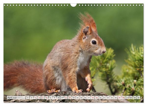 Produktbild: Besondere Augenblicke mit Eichh&ouml;rnchen (Wandkalender 2026 DIN A3 quer), CALVENDO Monatskalender