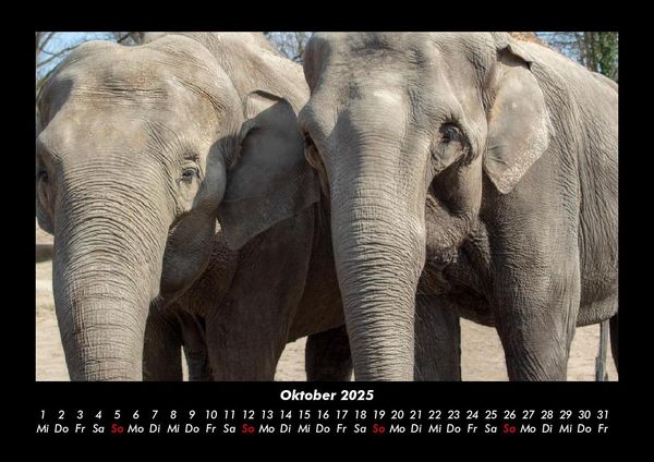 Produktbild: Elefanten - Die sanften Riesen Afrikas 2025 Fotokalender DIN A3