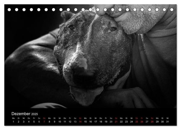 Produktbild: Bullterrier (Tischkalender 2025 DIN A5 quer), CALVENDO Monatskalender