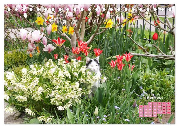 Produktbild: Urlaub im Garten (Tischkalender 2026 DIN A5 quer), CALVENDO Monatskalender