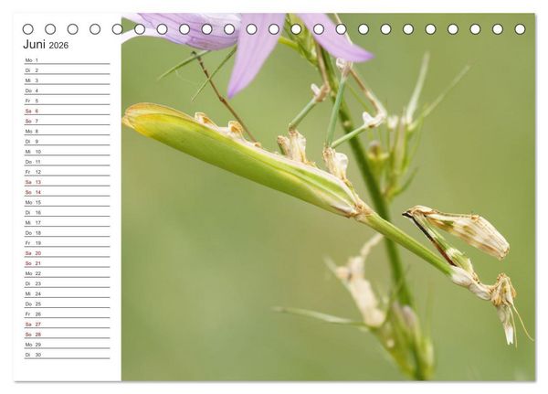 Produktbild: Faszinierendes Bulgarien (Tischkalender 2026 DIN A5 quer), CALVENDO Monatskalender