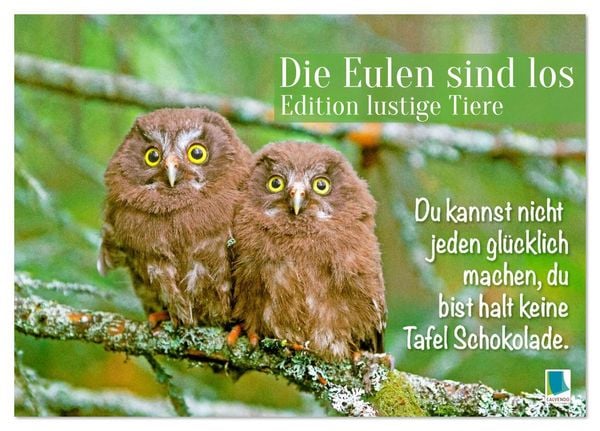 Produktbild: Die Eulen sind los: Edition lustige Tiere (Tischkalender 2026 DIN A5 quer), CALVENDO Monatskalender