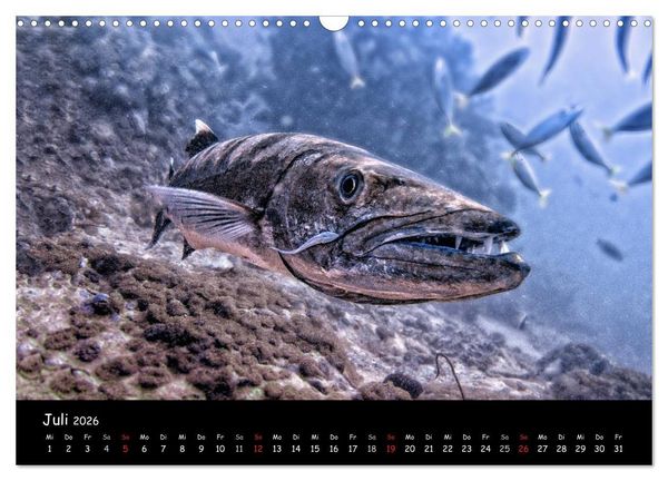Produktbild: Die Welt unter Wasser (Wandkalender 2026 DIN A3 quer), CALVENDO Monatskalender