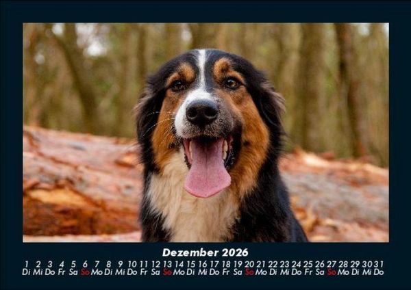Produktbild: Hundezauber 2026 Fotokalender DIN A5