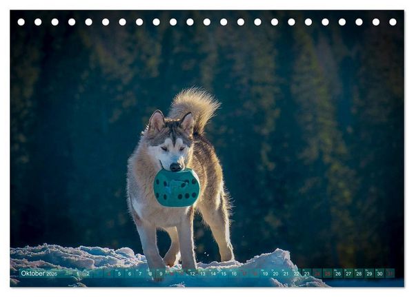 Produktbild: Alaskan Malamute in seinem Element (Tischkalender 2026 DIN A5 quer), CALVENDO Monatskalender