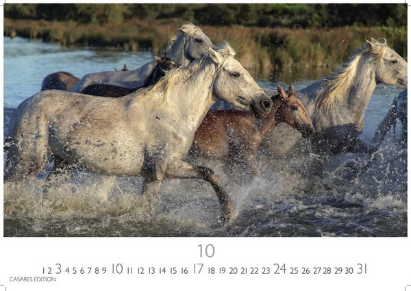Produktbild: Pferde Kalender 2027 &ndash; Wandkalender | Fotokalender Tierkalender 35x50cm mit 12 wundersch&ouml;nen Fotos dieser edlen Tiere