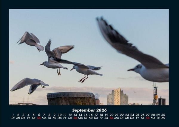 Produktbild: M&ouml;wen 2026 Fotokalender DIN A4