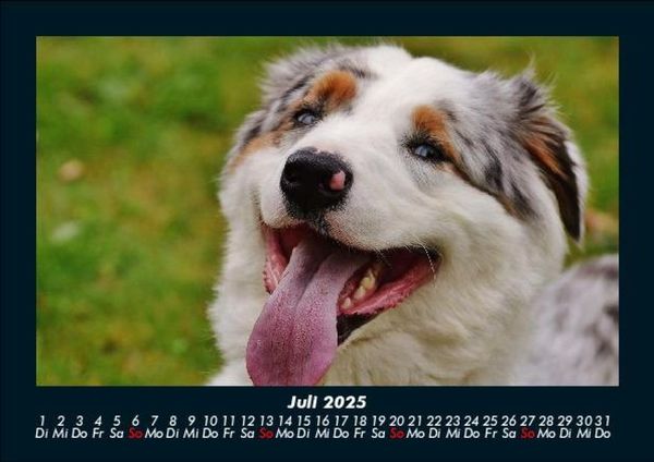 Produktbild: Hundezauber 2025 Fotokalender DIN A5
