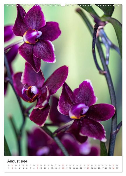Produktbild: Orchideen (hochwertiger Premium Wandkalender 2026 DIN A2 hoch), Kunstdruck in Hochglanz