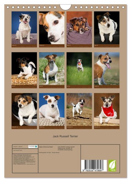 Produktbild: Jack Russell Terrier (Wandkalender 2026 DIN A4 hoch), CALVENDO Monatskalender