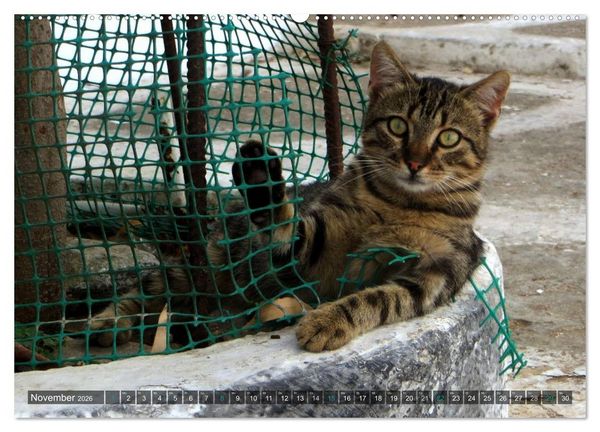 Produktbild: SAMTPFOTEN auf Mykonos (Wandkalender 2026 DIN A2 quer), CALVENDO Monatskalender
