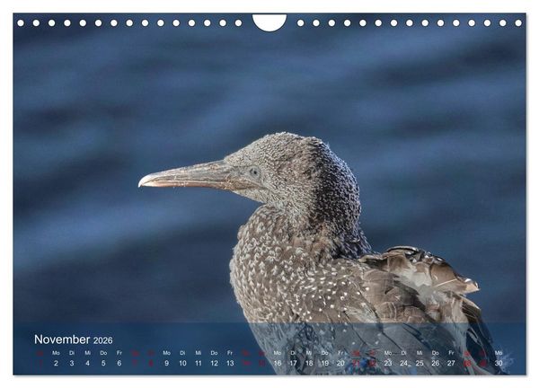 Produktbild: V&ouml;gel an Deutschlands K&uuml;sten (Wandkalender 2026 DIN A4 quer), CALVENDO Monatskalender
