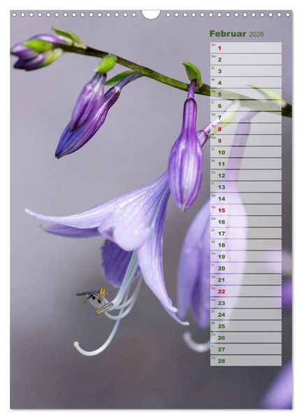 Produktbild: Hostas Herzblattlilien Funkien (Wandkalender 2026 DIN A3 hoch), CALVENDO Monatskalender