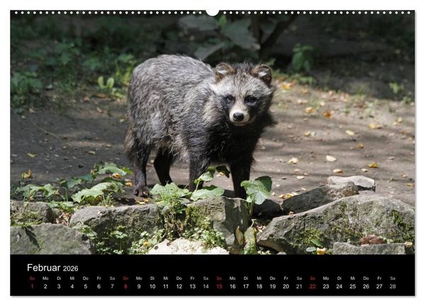 Produktbild: Marderhunde (hochwertiger Premium Wandkalender 2026 DIN A2 quer), Kunstdruck in Hochglanz