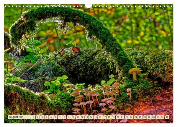 Produktbild: Spinnennetze - Wunder der Natur (Wandkalender 2026 DIN A3 quer), CALVENDO Monatskalender