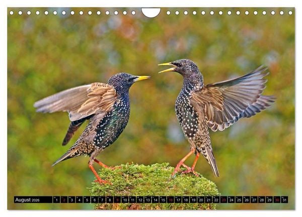 Produktbild: Der Star (Wandkalender 2026 DIN A4 quer), CALVENDO Monatskalender