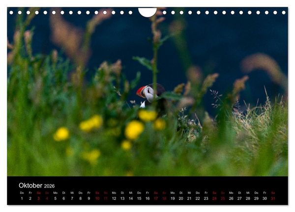 Produktbild: Puffins - V&ouml;gel des Nordens (Wandkalender 2026 DIN A4 quer), CALVENDO Monatskalender