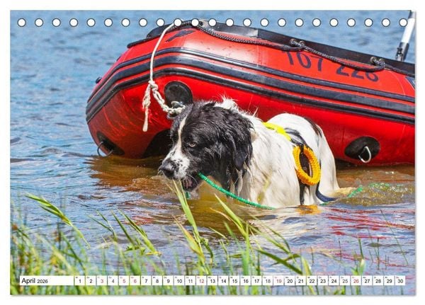 Produktbild: Landseer - Ein starker Freund auf 4 Pfoten (Tischkalender 2026 DIN A5 quer), CALVENDO Monatskalender