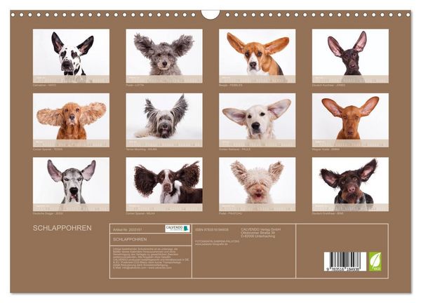Produktbild: SCHLAPPOHREN (Wandkalender 2026 DIN A3 quer), CALVENDO Monatskalender
