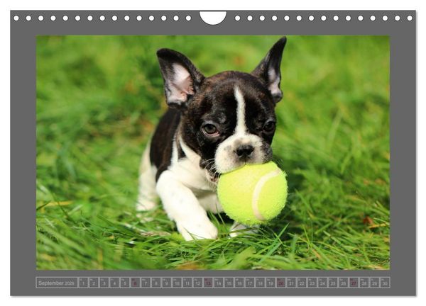 Produktbild: Franz&ouml;sische Bulldoggen (Wandkalender 2026 DIN A4 quer), CALVENDO Monatskalender