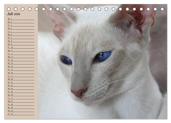 Produktbild: Siamkatzen - Kleiner Frechdachs mit Familie (Tischkalender 2026 DIN A5 quer), CALVENDO Monatskalender